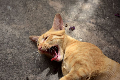 Close-up of a cat yawning