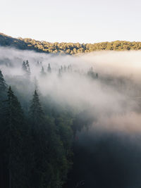 Trees amidst fog