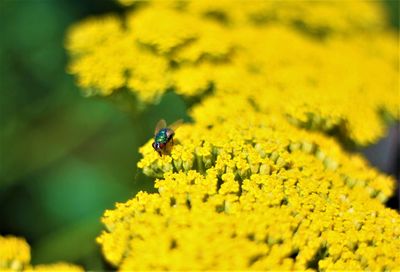 Close-up of insect on yellow flower