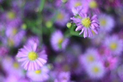 Close-up of purple flowers blooming outdoors