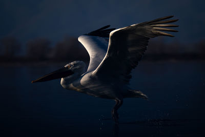 Close-up of pelican flying over lake