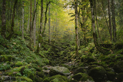 Trees in forest