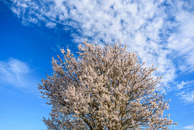 Low angle view of tree against blue sky