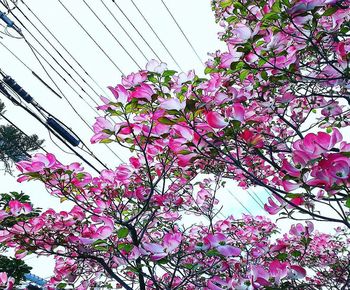 Low angle view of flowering tree