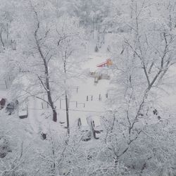 Bare trees on snow covered field