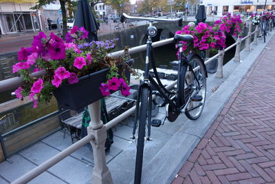 View of flowering plants on sidewalk