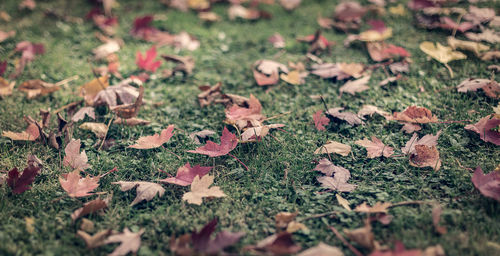 Autumn leaves on field