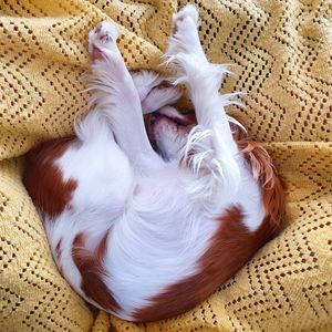 High angle view of dog sleeping at home