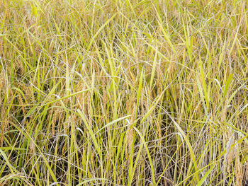 High angle view of bamboo on field