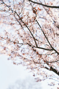 Close-up of cherry blossom tree