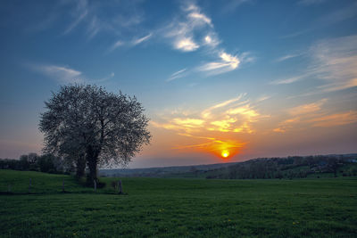 Tree on field against sky during sunset