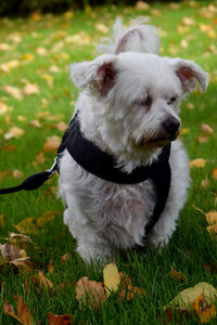 White dog looking away on field