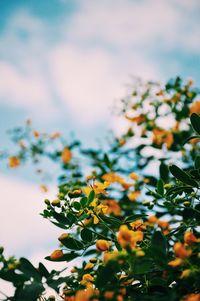 Close-up of plant against sky