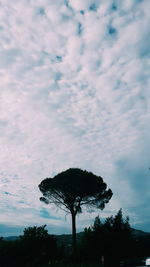 Low angle view of palm trees against cloudy sky