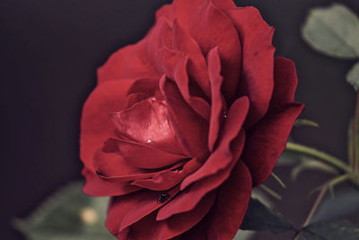 Close-up of red rose