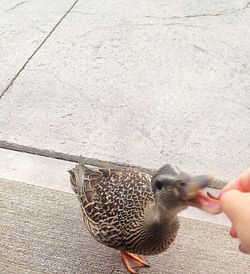 Cropped hand feeding bird on street