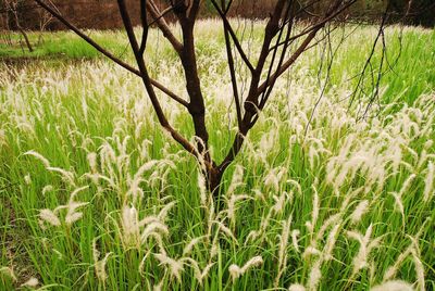 Plants growing on field