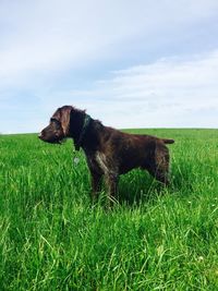 Side view of a dog on grassland