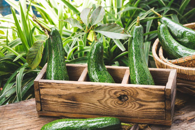 Close-up of potted plants in basket