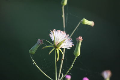 Close-up of flowering plant