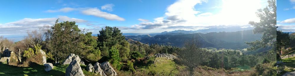 Panoramic shot of trees on landscape against sky