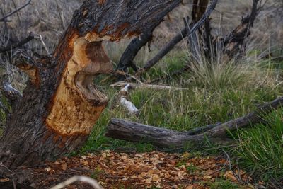 Close-up of bare tree in forest