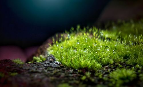 Close-up of dew drops on grass field