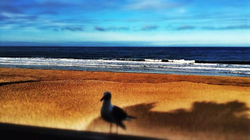 View of seagull on beach