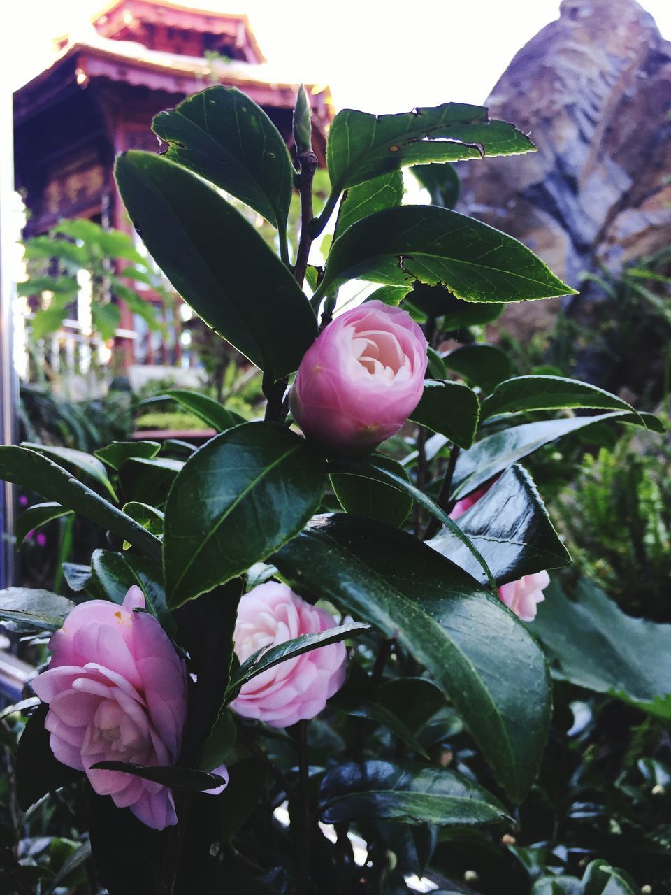 CLOSE-UP OF PINK ROSE PLANT