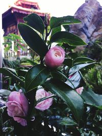 Close-up of pink flowering plant