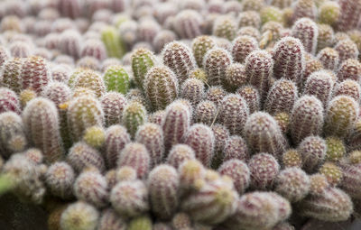 Close-up of succulent plant