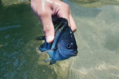 High angle view of hand holding fish in lake