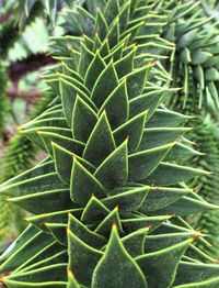 Close-up of succulent plant on field