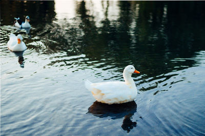 Swans swimming in lake