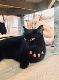 Portrait of black cat sitting on floor