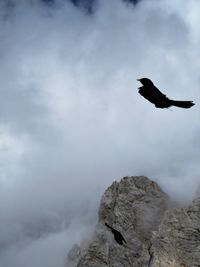 Flying bird in the mountains