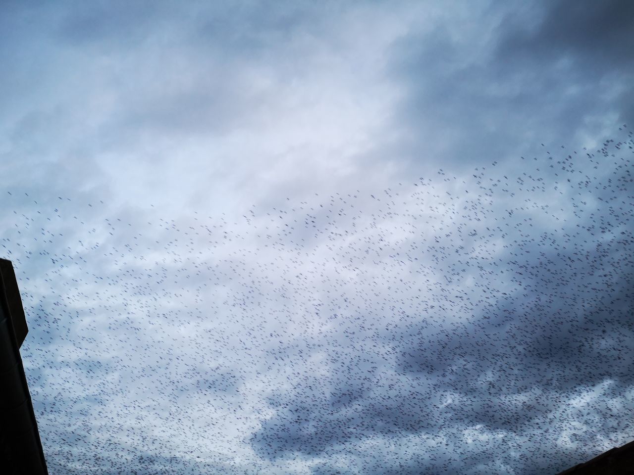 LOW ANGLE VIEW OF BIRDS FLYING OVER GLASS