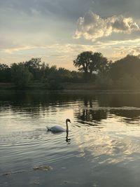 Swans swimming in lake against sky