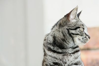 Close-up of a cat looking away