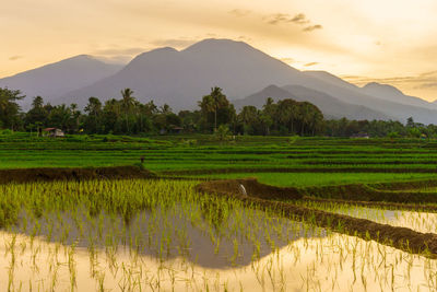 Scenic view of field against mountain