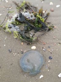 Close-up of lizard on sand