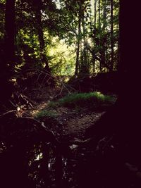 Trees in forest