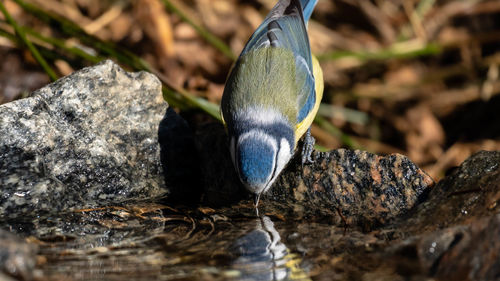 Close-up of a bluetit drinking and its head is reflected in the water.