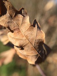 Close-up of dried maple leaf