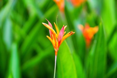 Close-up of orange flowering plant