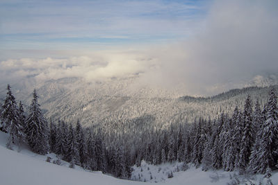 Carpathian montane forest in winter landscape photo