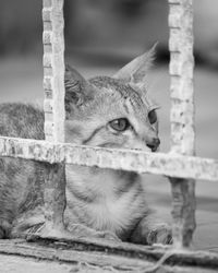 Close-up portrait of a cat