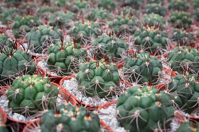 Close-up of succulent plant growing on field
