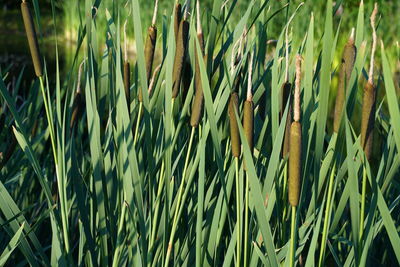 Full frame shot of bamboo plants