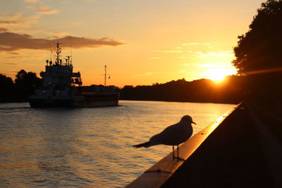 Silhouette of a seagull at nord ostsee kanal against sky during sunset